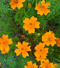 Aksamietnica drobnokvetá oranžová - Tagetes tenuifolia - semená - 0,2 g