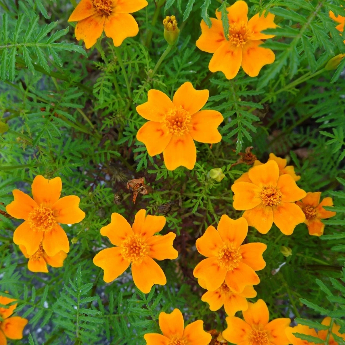 Aksamietnica drobnokvetá oranžová - Tagetes tenuifolia - semená - 0,2 g