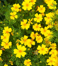 Aksamietnica drobnokvetá žltá - Tagetes tenuifolia - semená - 0,2 g