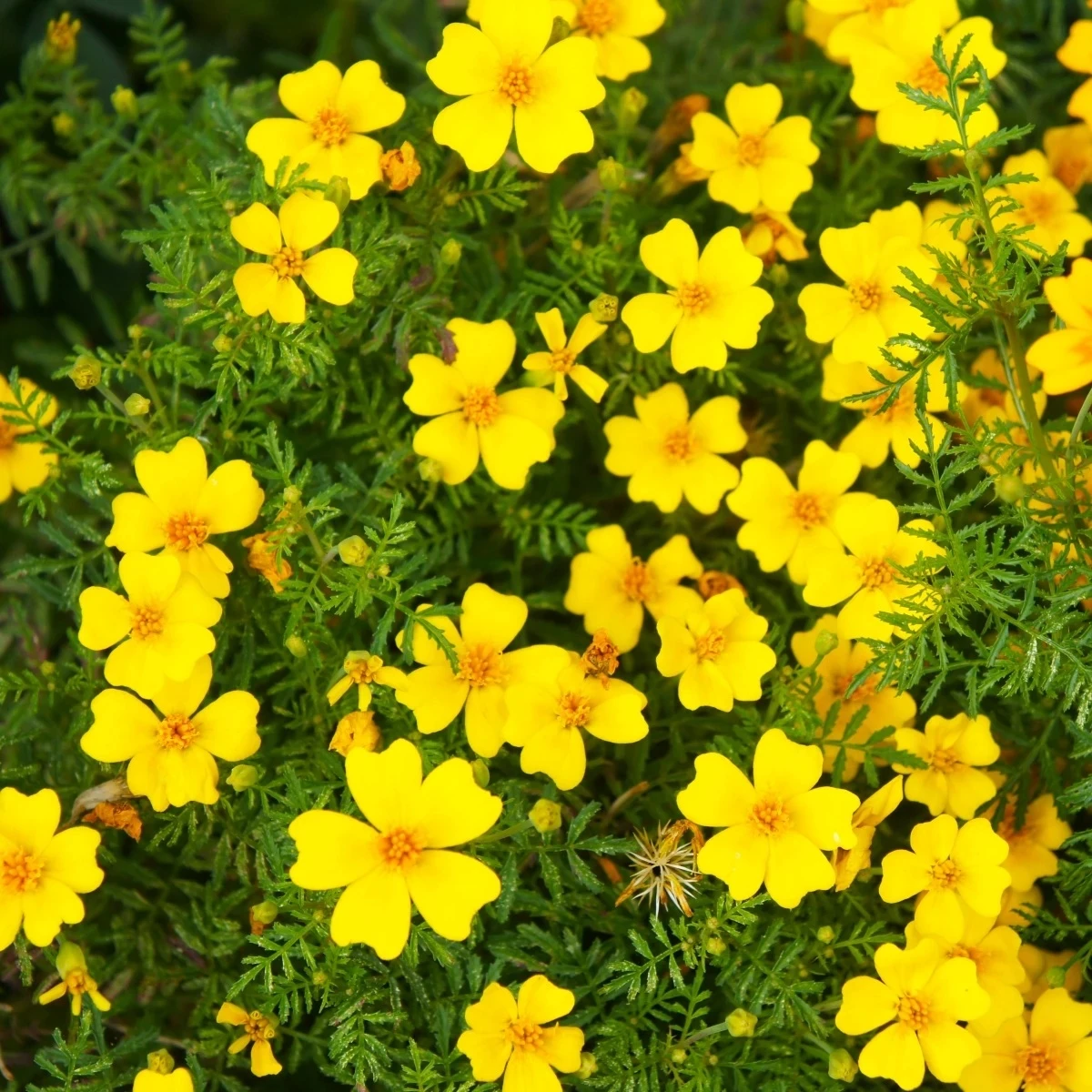 Aksamietnica drobnokvetá žltá - Tagetes tenuifolia - semená - 0,2 g
