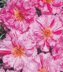 Portulaka veľkovetá Sundial Peppermint F1 - Portulaca grandiflora - semená - 80 ks