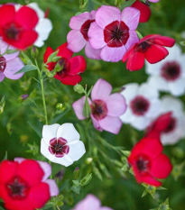 Ľan veľkokvetý Tricolore - Linum grandiflorum - semená - 100 ks