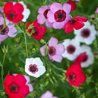 Ľan veľkokvetý Tricolore - Linum grandiflorum - semená - 100 ks