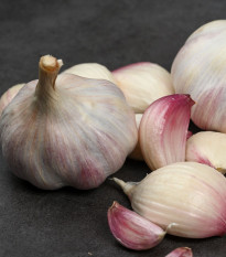 Sadbový cesnak Slavin II - Allium sativum - paličiak - 1 balenie