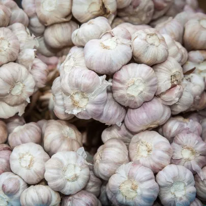 Sadbový cesnak Slavin II - Allium sativum - paličiak - 1 balenie