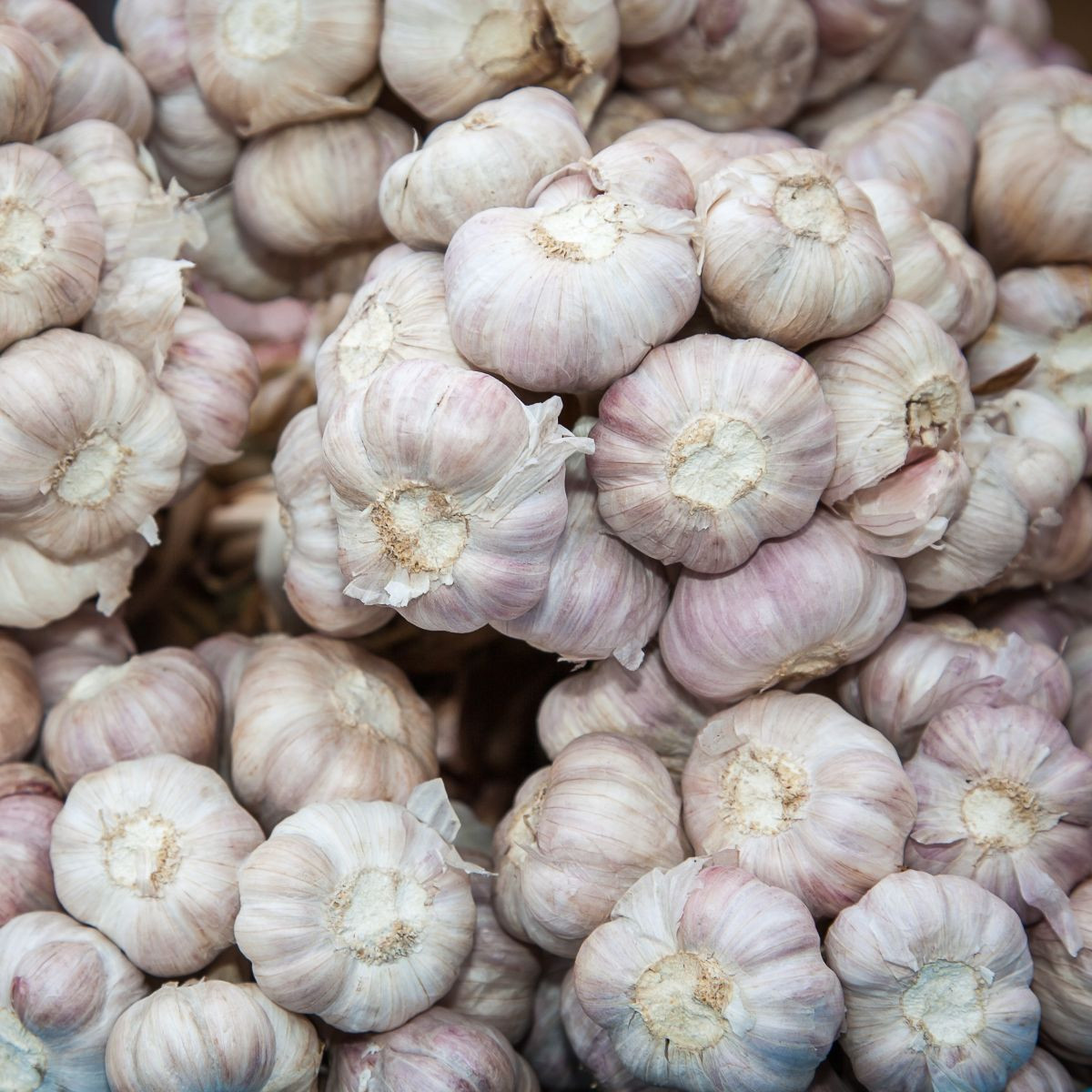 Sadbový cesnak Slavin II - Allium sativum - paličiak - 1 balenie