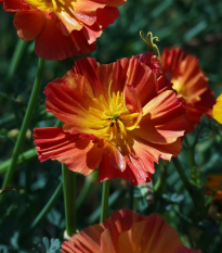 Slncovka kalifornská červená – Eschscholzia californica – semená