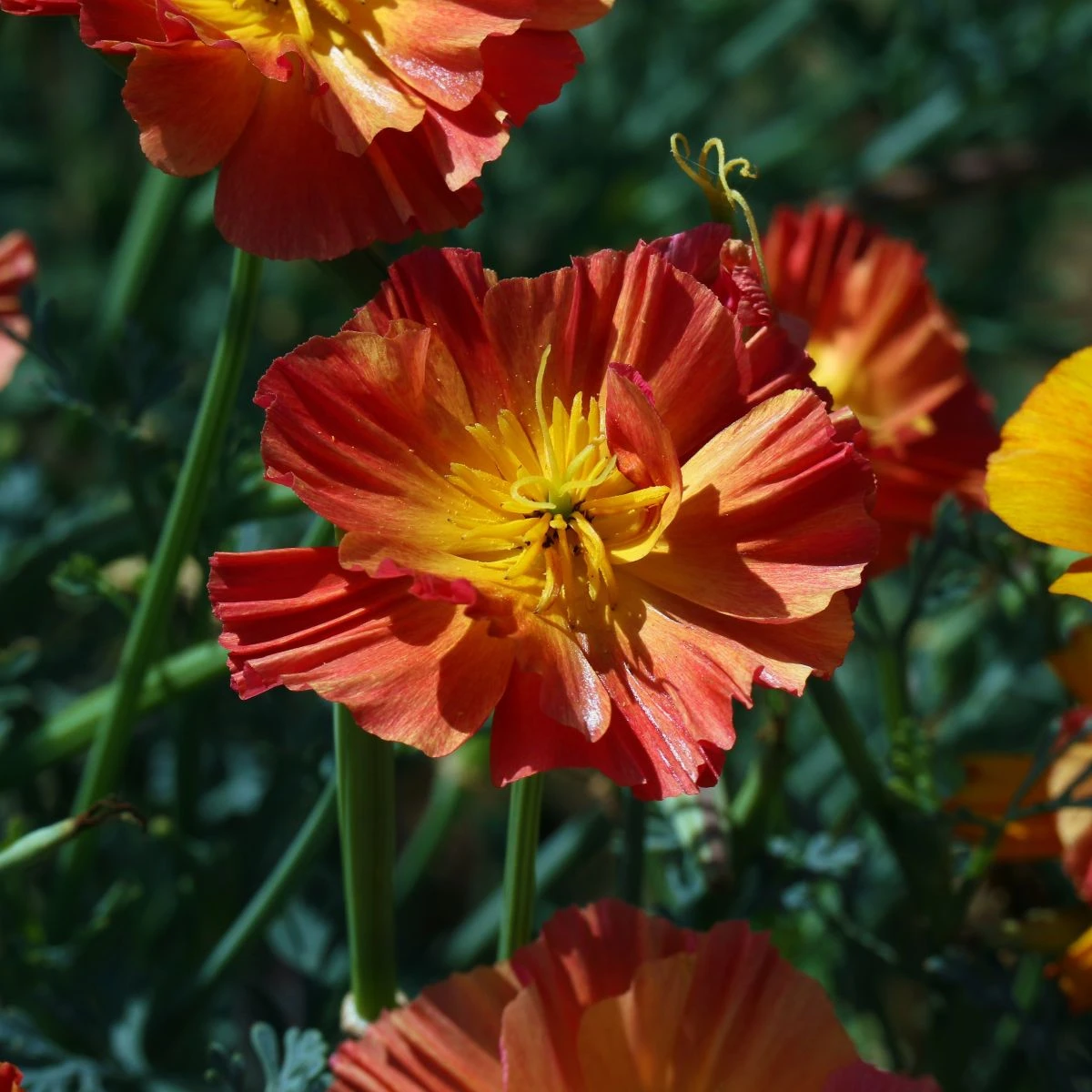 Slncovka kalifornská červená – Eschscholzia californica – semená