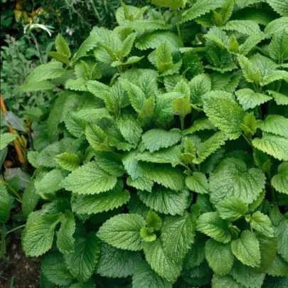 Medovka Citra - Melissa officinalis - semená - 100 ks