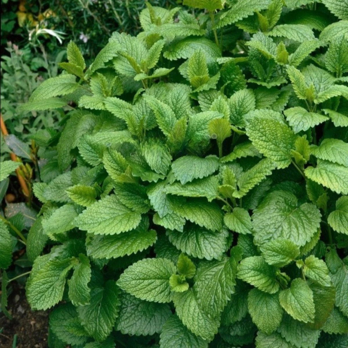 Medovka Citra - Melissa officinalis - semená - 100 ks