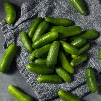 Uhorka šalátová Little Snack F1 - Cucumis sativus - semená - 8 ks