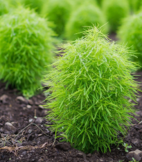 Kochia metlovitá - Kochia scoparia - semená cyprušteku - 200 ks