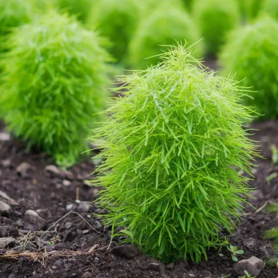 Kochia metlovitá - Kochia scoparia - semená cyprušteku - 200 ks