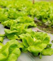 Šalát hlávkový prezimujúci Humil - Lactuca sativa - semená - 100 ks