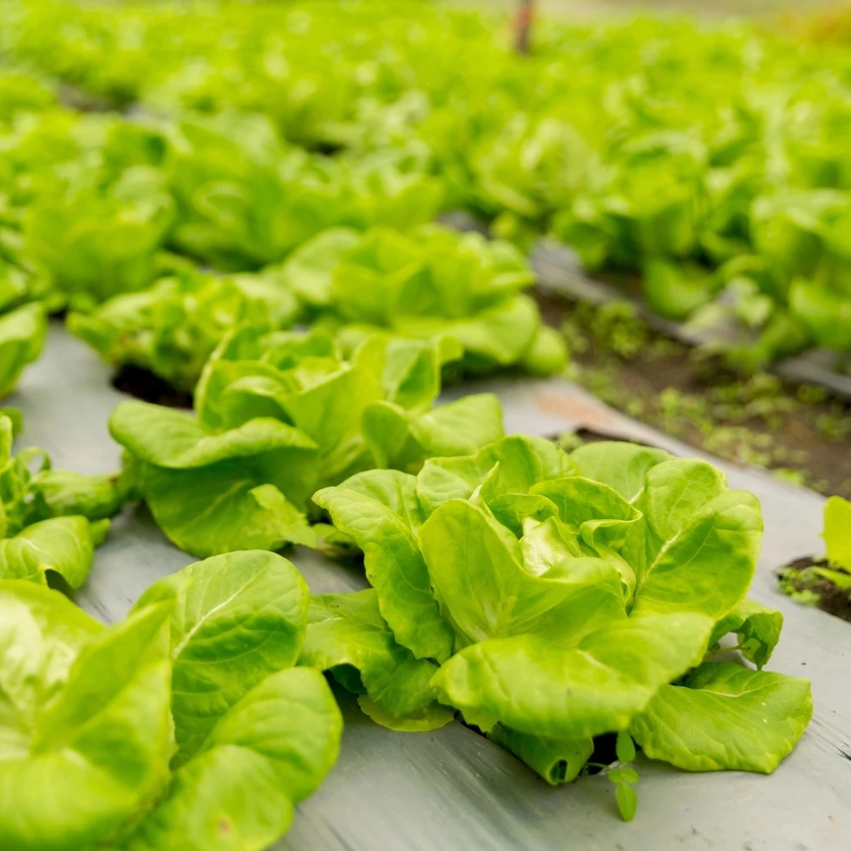 Šalát hlávkový prezimujúci Humil - Lactuca sativa - semená - 100 ks