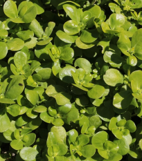 Portulaka kapustová - Portulaca oleracea sativa - semená - 200 ks