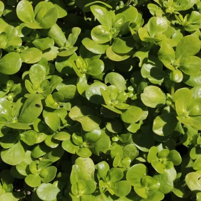 Portulaka kapustová - Portulaca oleracea sativa - semená - 200 ks
