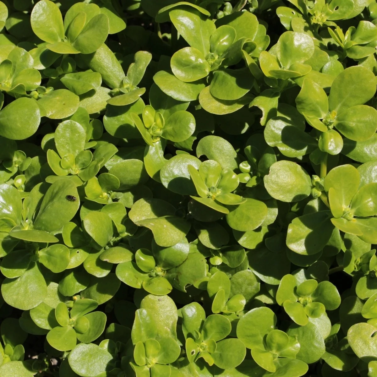 Portulaka kapustová - Portulaca oleracea sativa - semená - 200 ks