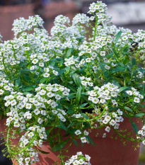 Lobulária prímorská Yucon White - Lobularia maritima - semená - 50 ks