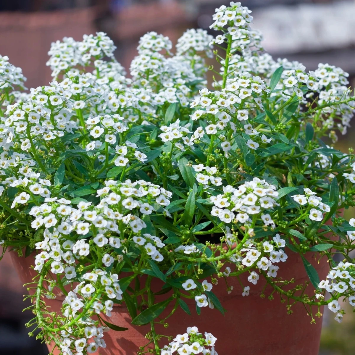Lobulária prímorská Yucon White - Lobularia maritima - semená - 50 ks