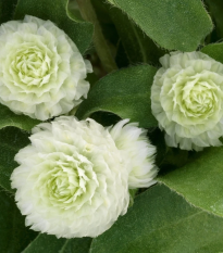 Gomfréna Ping Pong White - Gomphrena globosa - semená - 20 ks