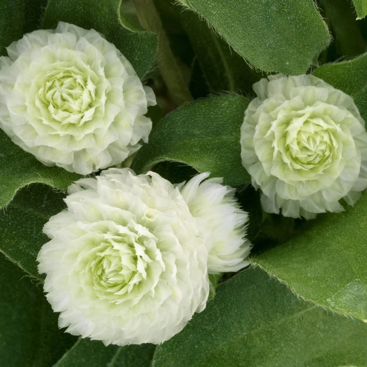 Gomfréna Ping Pong White - Gomphrena globosa - semená - 20 ks