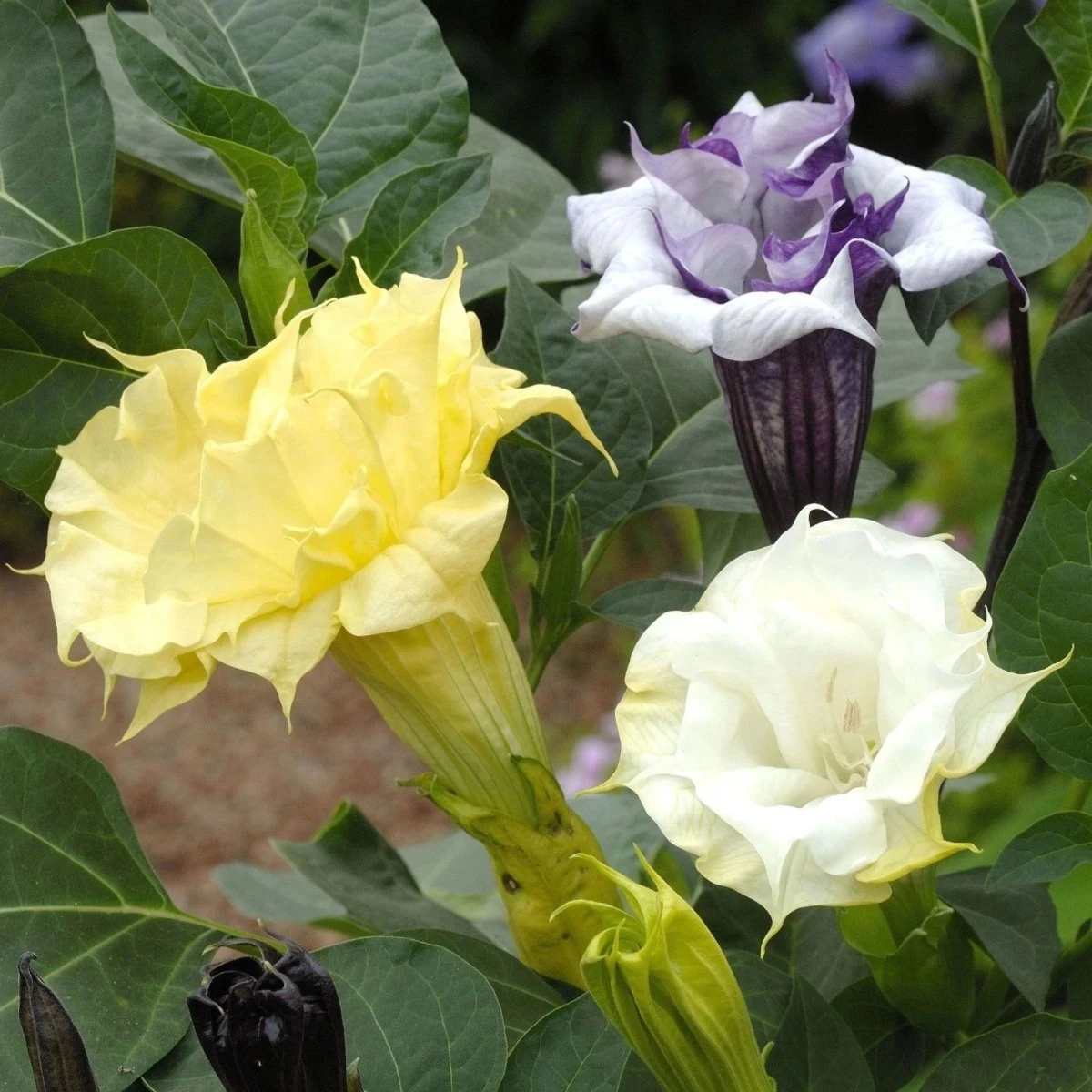 Durman metelový Ballerina Formula Mixture - Datura metel - semená - 5 ks