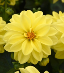 Georgína premenlivá Figaro Yellow Shades - Dahlia variabilis - semená - 20 ks