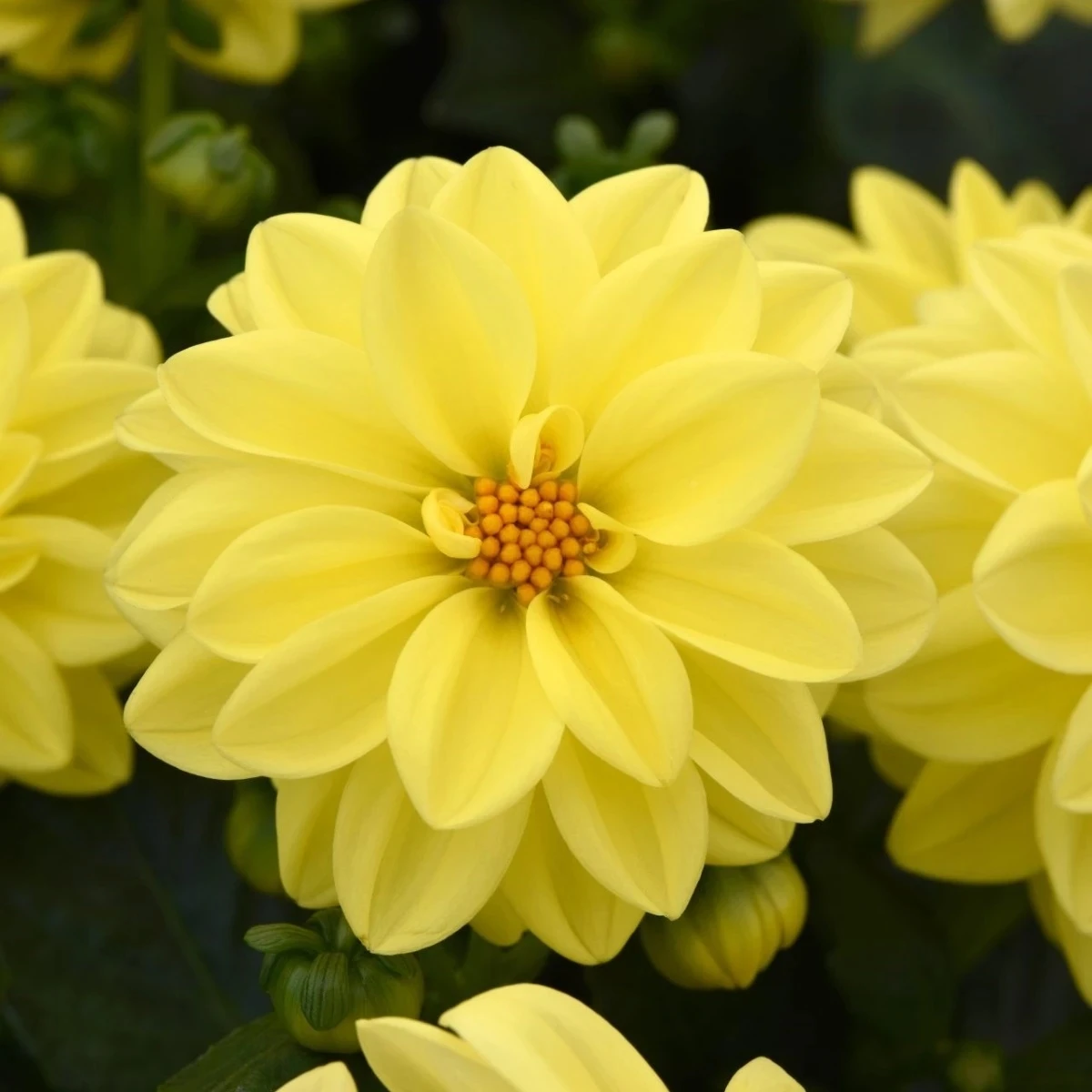 Georgína premenlivá Figaro Yellow Shades - Dahlia variabilis - semená - 20 ks