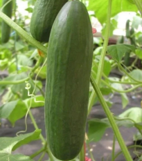 Semená uhorky – Uhorka šalátová Minisprint F1 – Cucumis sativus