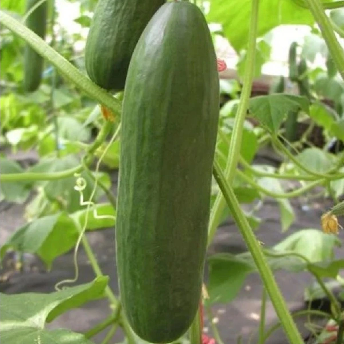 Semená uhorky – Uhorka šalátová Minisprint F1 – Cucumis sativus