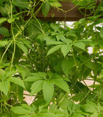 Ačokča - Cyclanthera pedata - semená - 6 ks