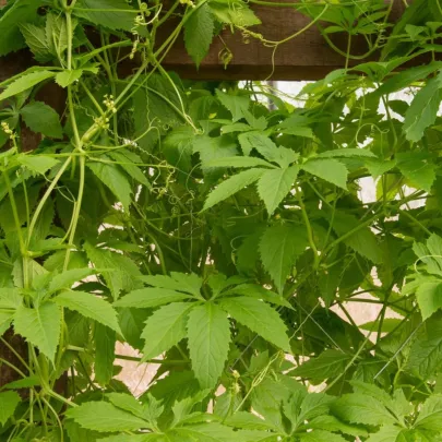 Ačokča - Cyclanthera pedata - semená - 6 ks