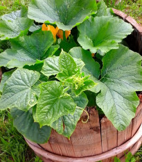 Uhorka šalátová Bush Champion F1 - Cucumis sativus - semená - 8 ks