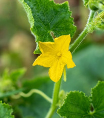 Uhorka šalátová Bush Champion F1 - Cucumis sativus - semená - 8 ks