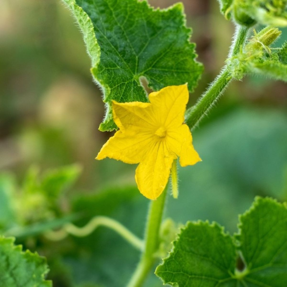Uhorka šalátová Bush Champion F1 - Cucumis sativus - semená - 8 ks