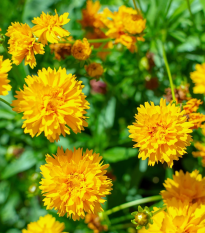 Semená Krasnoočka - Krásnoočko Early Sunrise - Coreopsis grandiflora