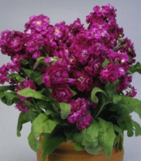 Fiala Cinderella Purple - Matthiola incana - semená - 40 ks
