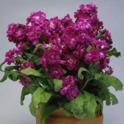 Fiala Cinderella Purple - Matthiola incana - semená - 40 ks