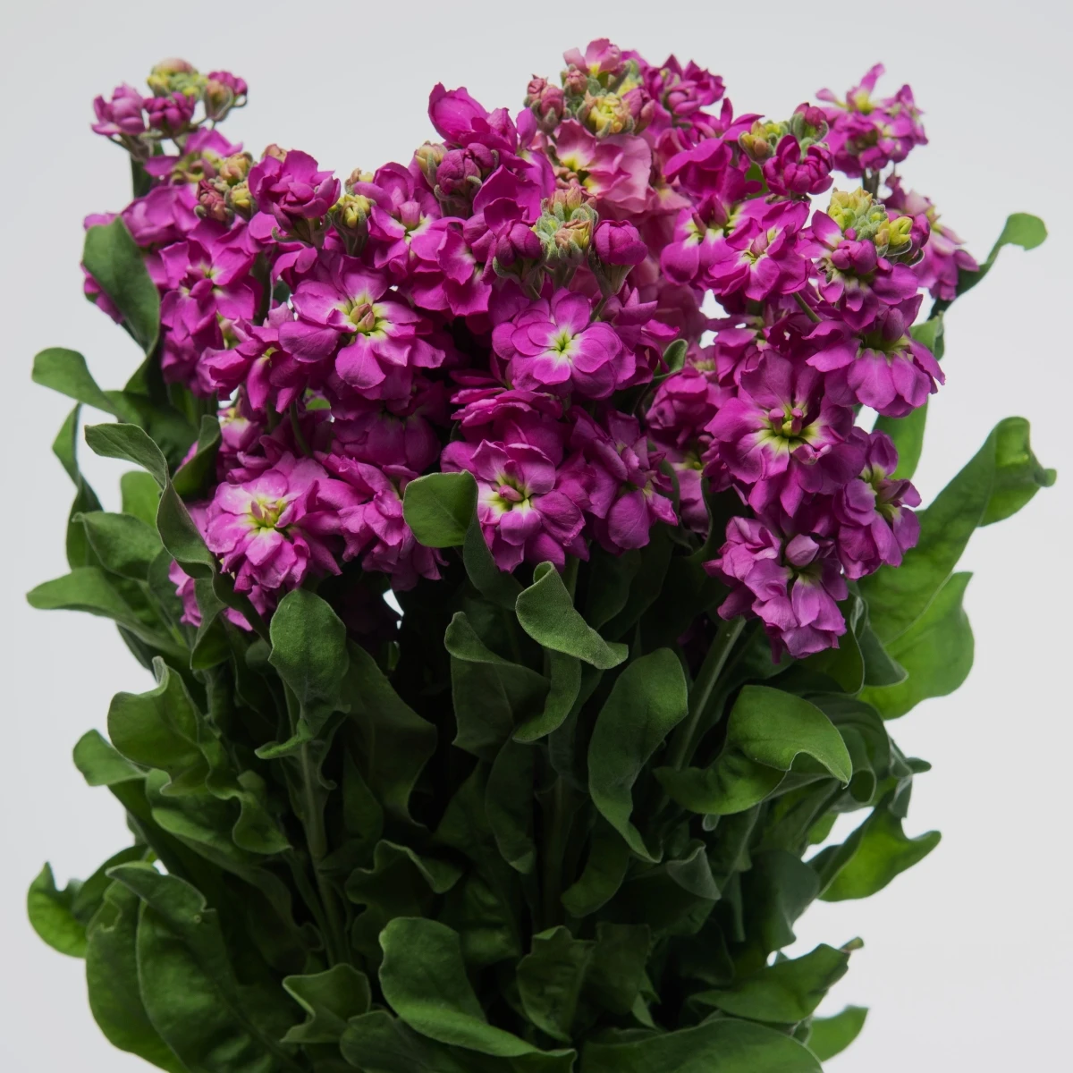 Fiala Cinderella Purple - Matthiola incana - semená - 40 ks