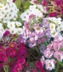 Lobulária prímorská Yucon Mix - Lobularia maritima - semená - 50 ks