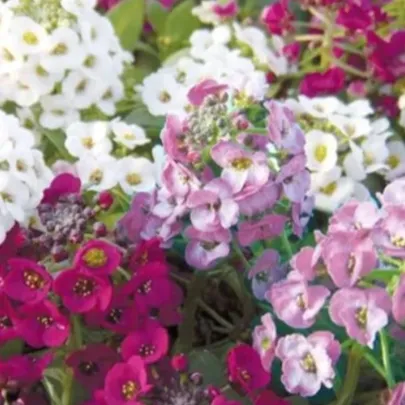 Lobulária prímorská Yucon Mix - Lobularia maritima - semená - 50 ks