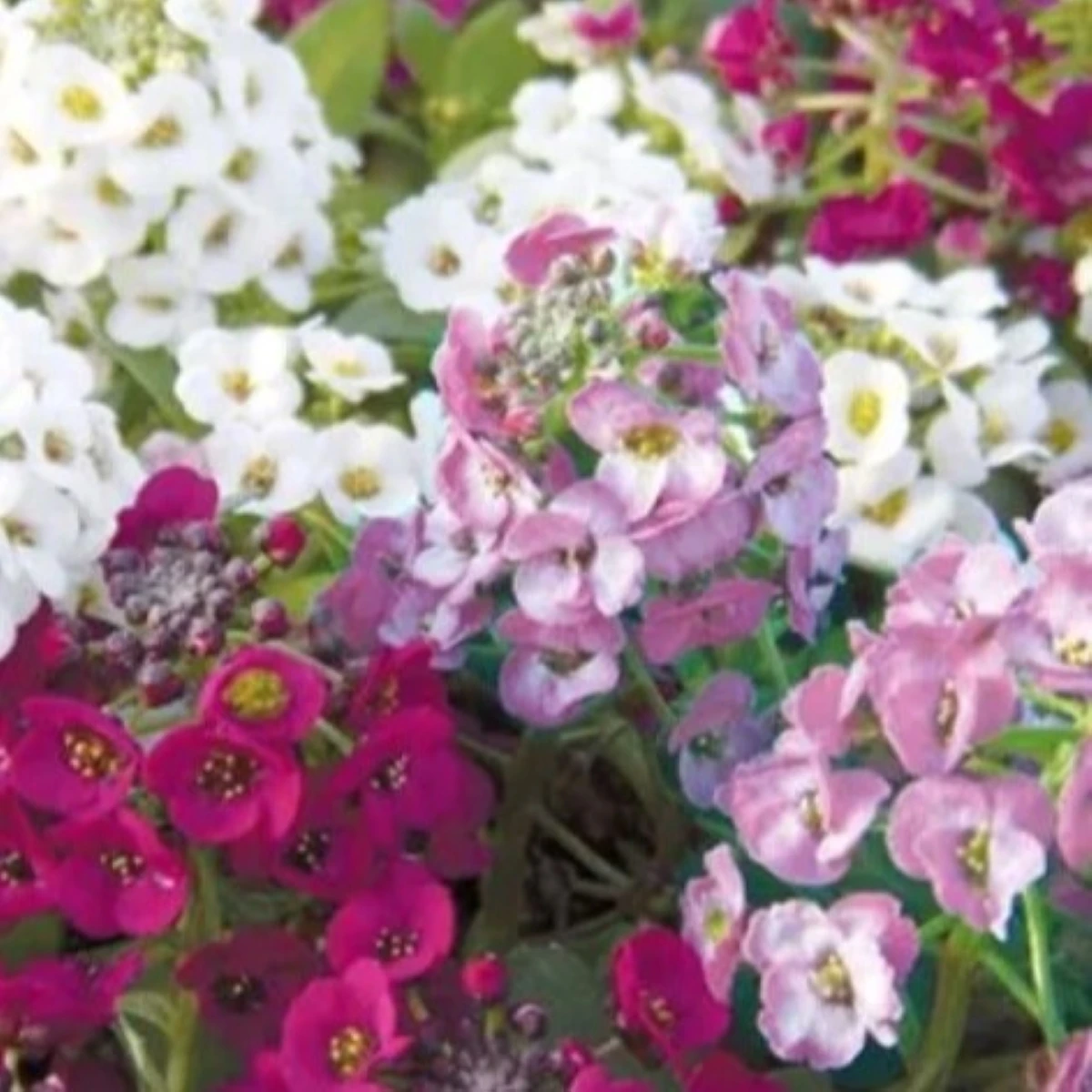 Lobulária prímorská Yucon Mix - Lobularia maritima - semená - 50 ks