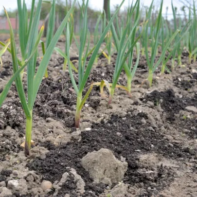 Sadbový cesnak Dukát - Allium sativum - paličiak - cibule cesnaku - 1 balenie
