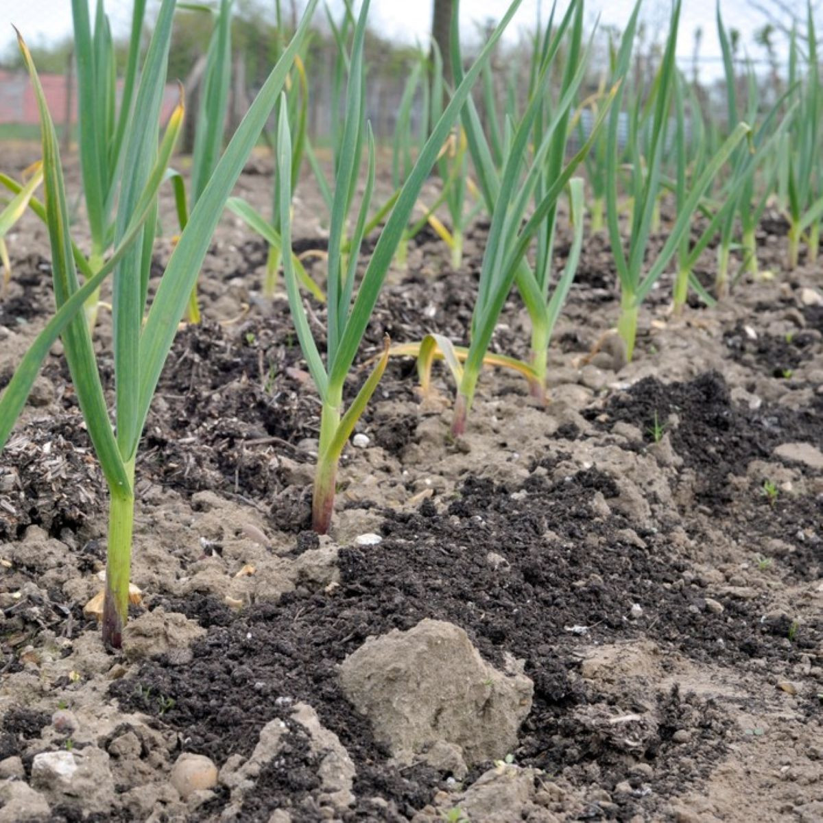 Sadbový cesnak Dukát - Allium sativum - paličiak - cibule cesnaku - 1 balenie