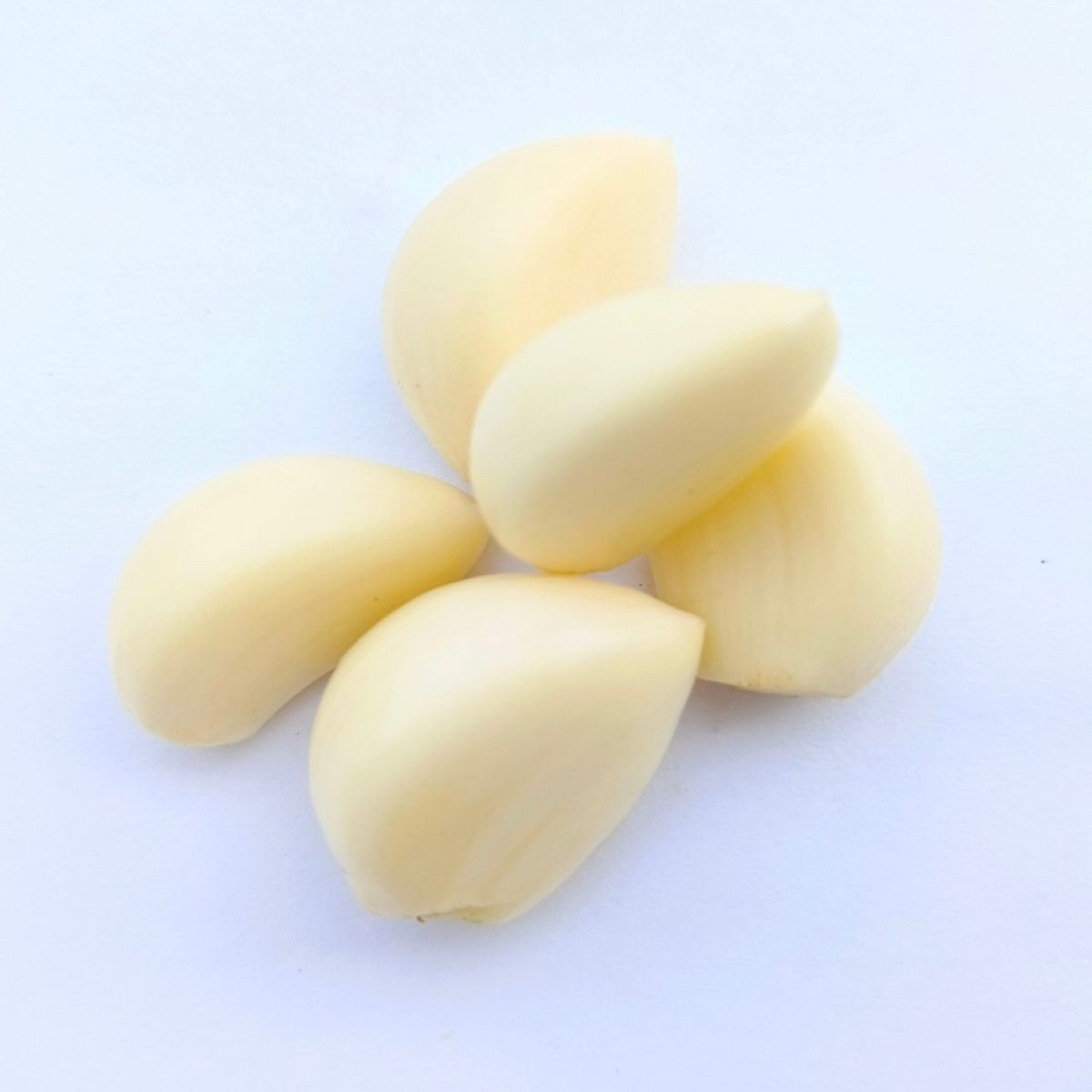 Sadbový cesnak Dukát - Allium sativum - paličiak - cibule cesnaku - 1 balenie