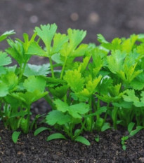 Petržlen koreňový záhradný Efez - Petroselinum crispum - semená - 700 ks