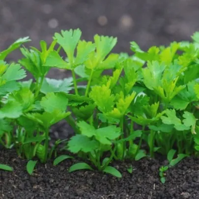 Semená petržlenu – Petržlen koreňový záhradný Efez – Petroselinum crispum