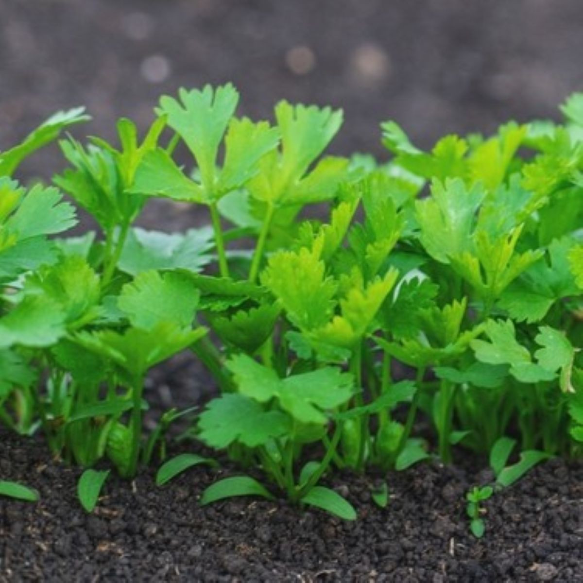 Semená petržlenu – Petržlen koreňový záhradný Efez – Petroselinum crispum