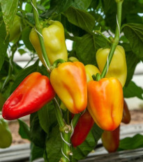 Paprika Amy - Capsicum Annuum - semená - 50 ks